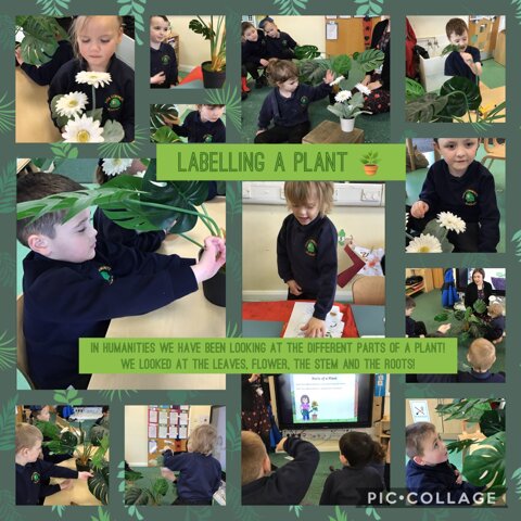 Image of We can label a plant!