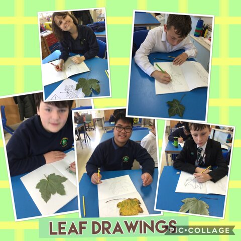Image of Leaf drawings 