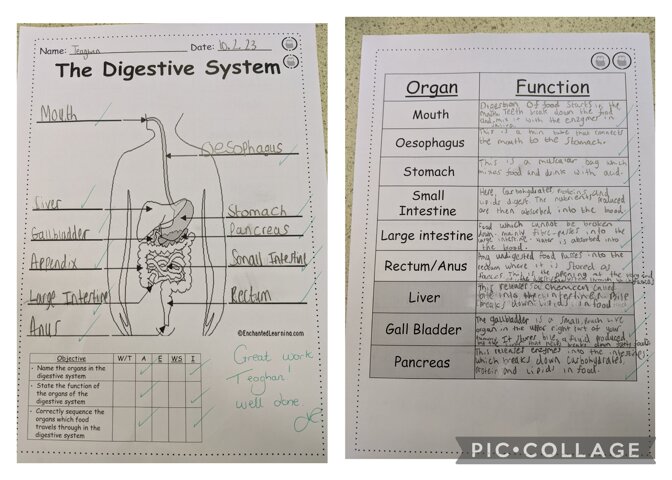 Image of 3Js digestive system lesson