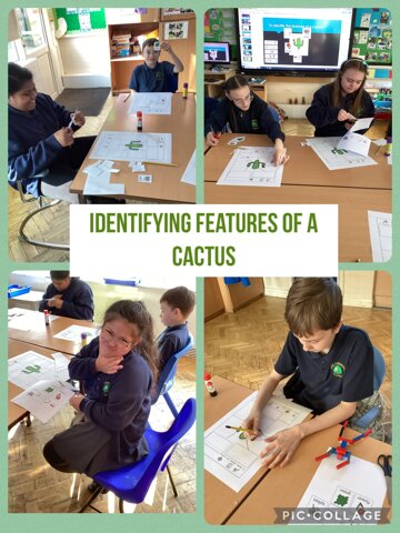 Image of Identifying features of a cactus